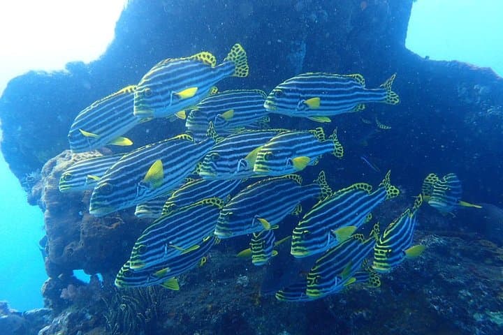 Scuba at USAT Liberty Wreck Tulamben: Beginner Dives with Pool Training photo 4