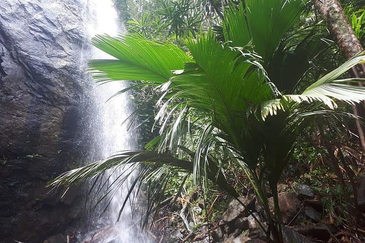Palms and Pearls Full-Day Praslin Nature and Beach Tour photo 2
