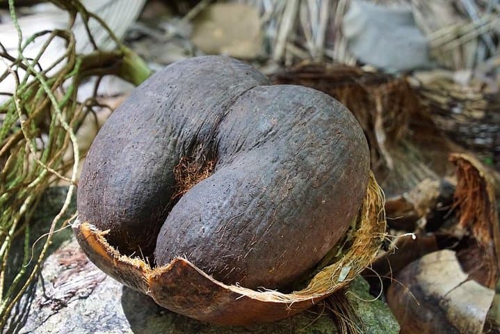 Palms and Pearls Full-Day Praslin Nature and Beach Tour photo 3