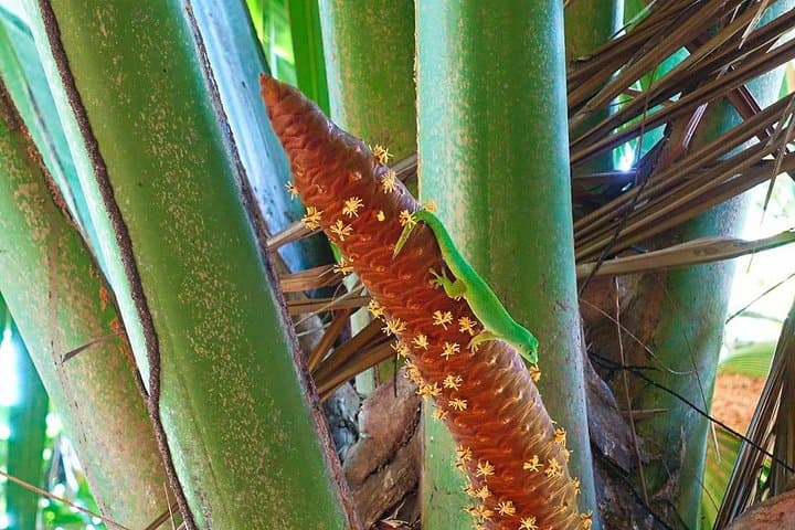 Palms and Pearls Full-Day Praslin Nature and Beach Tour photo 4