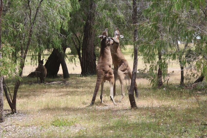 Margaret River Coastal & Wildlife Eco Trip — Busselton/Dunsborough Half-Day Tour photo 2