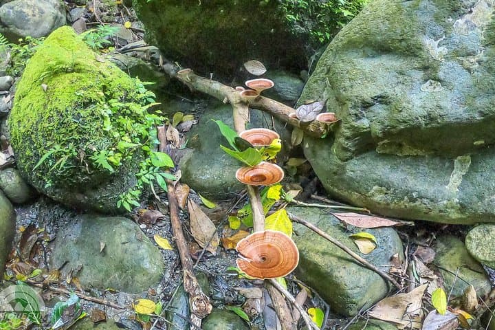 Angelic Stream Trekking in Hualien: Family-Friendly Stream Hike on Taiwan’s Pacific Coast photo 3