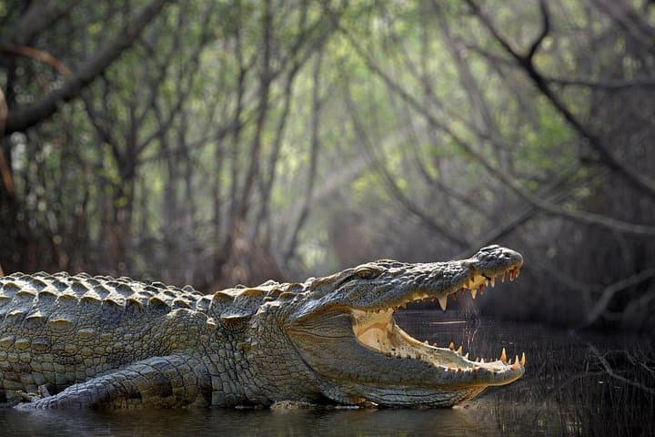 Discover the Timeless Treasures of Sri Lanka on a 15-Day Journey photo 4