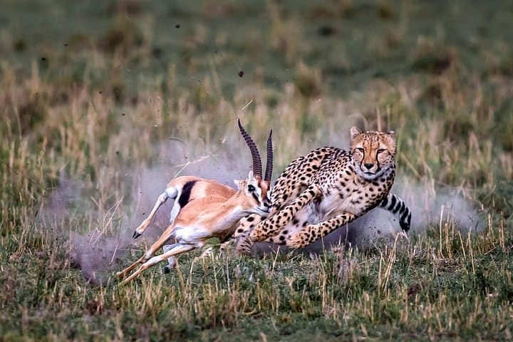 6-Day Kenya Camping Safari: Amboseli, Lake Nakuru & Masai Mara photo 1