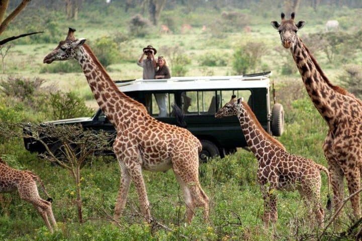 14-Day Kenya & Tanzania Camping Safari — Big Five, Serengeti & Ngorongoro
