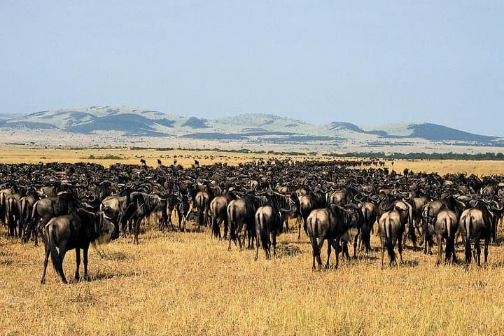 14-Day Kenya & Tanzania Camping Safari — Big Five, Serengeti & Ngorongoro photo 6