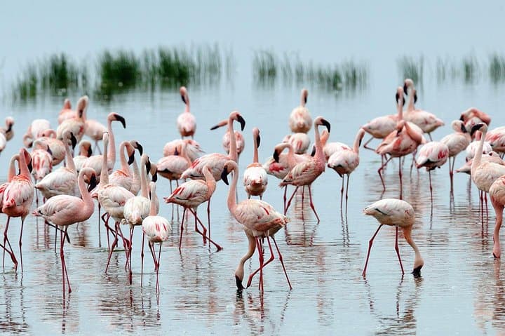7-Day Kenya Tented Camp Wildlife Safari: Maasai Mara, Nakuru, Naivasha & Amboseli photo 3