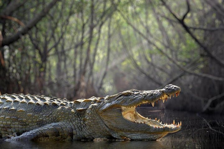 Unveiling Sri Lanka: A 15-Day Journey Through Hills, Heritage, and Coastlines photo 4