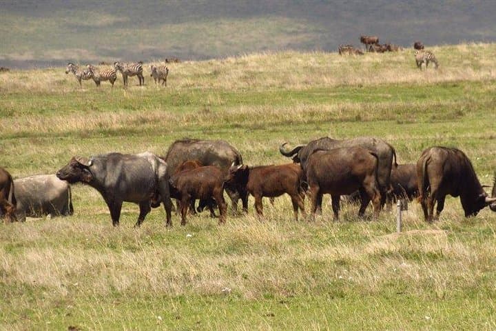 6-Day Big Five Safari: Samburu, Lake Nakuru & Maasai Mara Adventure photo 5