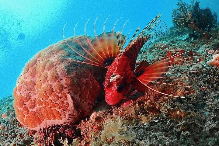 Adventure Dive Sri Lanka — Boat Dives & Specialty Scuba from Hikkaduwa photo 3