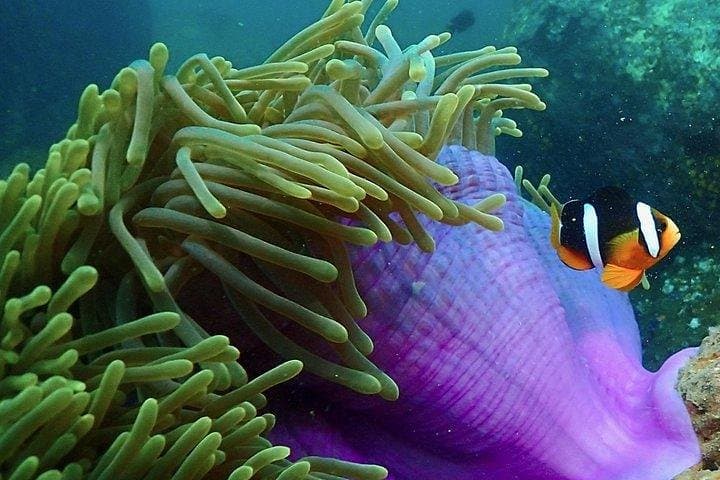 Discover Scuba Diving in Hikkaduwa — Beginner Beach-to-Reef Experience photo 2