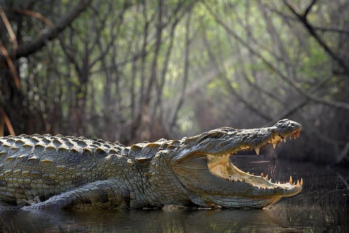 Relief and Relaxation: 15-Day Sri Lanka Cultural Circuit, Safaris & Horton Plains Hike photo 3