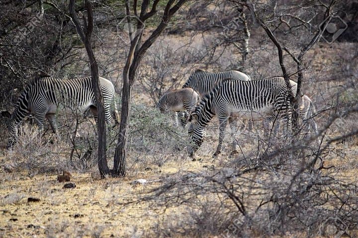 Private 3-Day Samburu Safari: Northern Kenya Wildlife & Cultural Experience photo 3