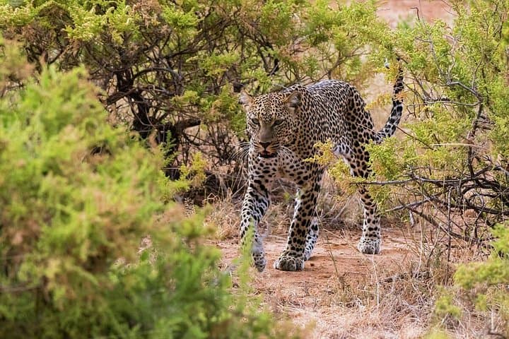 Private 3-Day Samburu Safari: Northern Kenya Wildlife & Cultural Experience photo 2
