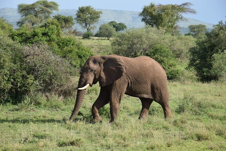 Serengeti Day Trip Safari From Mwanza — Grumeti River Game Drive in One Day