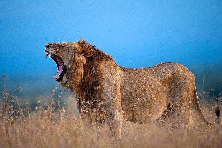 Ol Pejeta & Mount Kenya Overnight: Chimp Sanctuary, Rhinos and Old Moses Hike