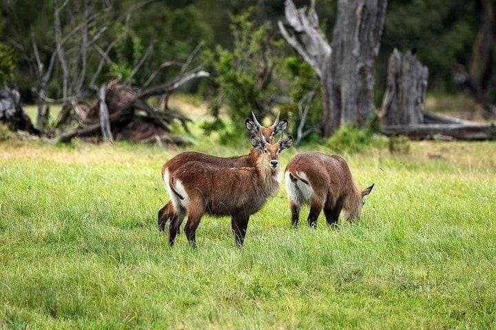 Ol Pejeta & Mount Kenya Overnight: Chimp Sanctuary, Rhinos and Old Moses Hike photo 2