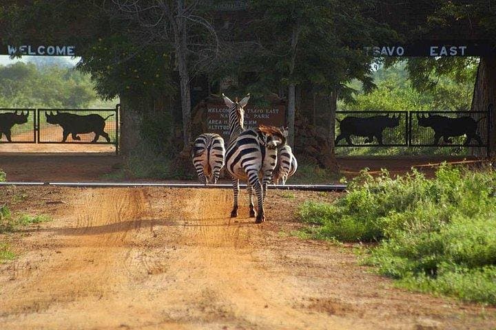 Private 3-Day Tsavo East Safari from Mombasa or Diani Beach photo 3