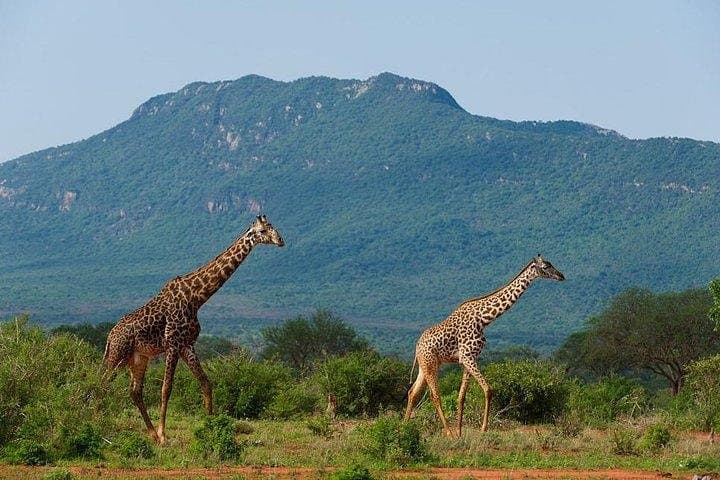 Private 3-Day Tsavo East Safari from Mombasa or Diani Beach photo 4