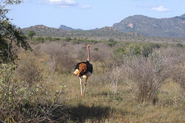 Private 3-Day Tsavo East Safari from Mombasa or Diani Beach photo 5