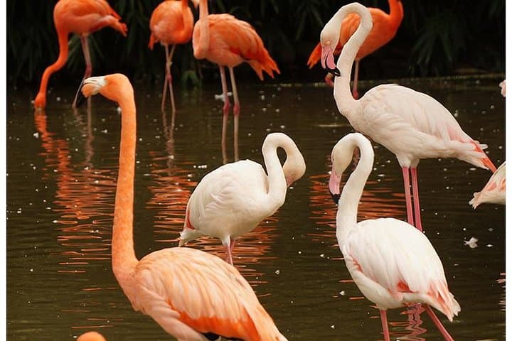 7-Day Kenya Tented Camp Wildlife Safari: Maasai Mara, Nakuru, Naivasha & Amboseli photo 5