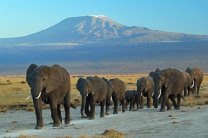 3-Day Amboseli Elephant Safari: Mount Kilimanjaro Game Drives & Swamp Wildlife photo 3