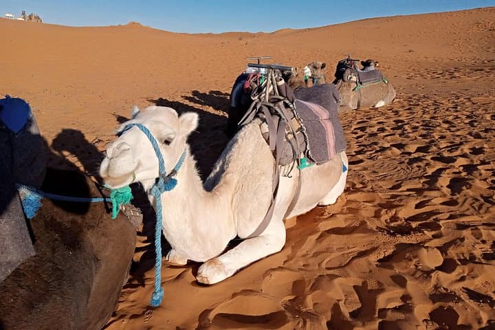 Merzouga Overnight Desert Camp: Fez to Fez Camel Trek & Erg Chebbi Experience photo 2
