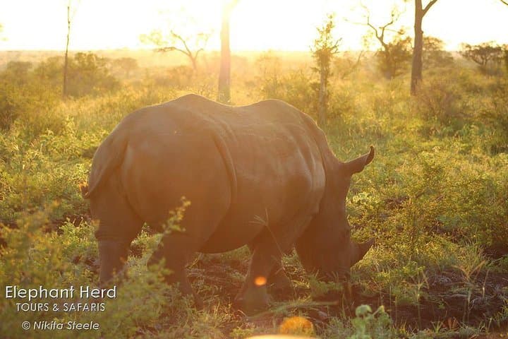 Kruger National Park Full-Day Safari from Hazyview — Big Five Wildlife Drive photo 4