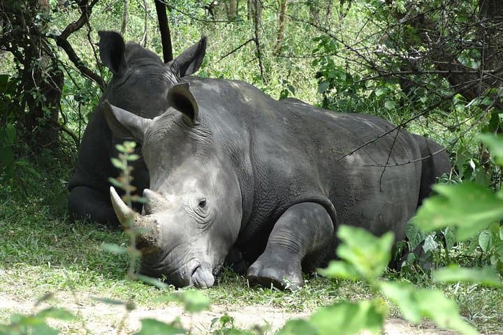 Ziwa Rhino Sanctuary Trek — One-Day Rhino Walk from Kampala photo 2