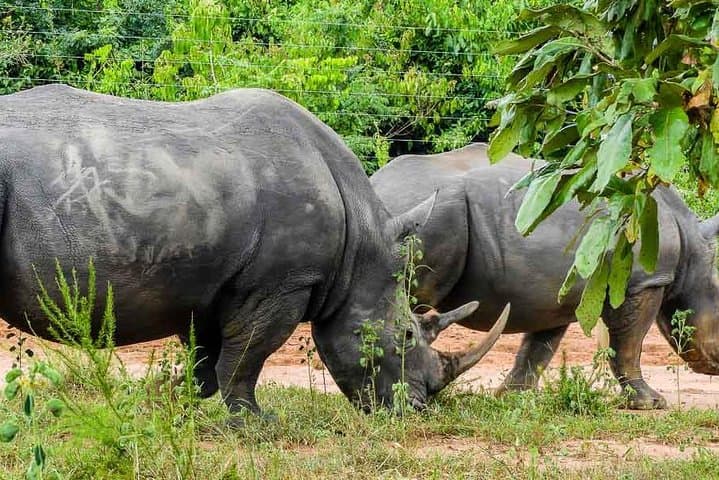Ziwa Rhino Sanctuary Trek — One-Day Rhino Walk from Kampala photo 4