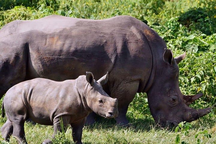 Ziwa Rhino Sanctuary Trek — One-Day Rhino Walk from Kampala photo 5