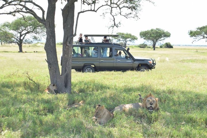 2-Day Serengeti Safari From Mwanza: Sunrise Game Drives & Camping