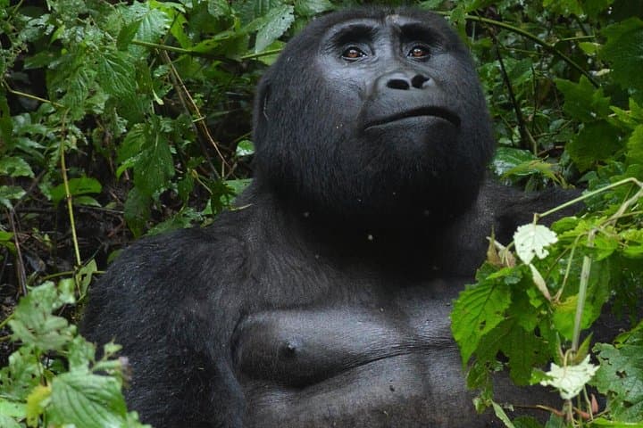 7-Day Uganda: Whitewater Rafting, Mountain Gorilla Trek & Queen Elizabeth Safari photo 5