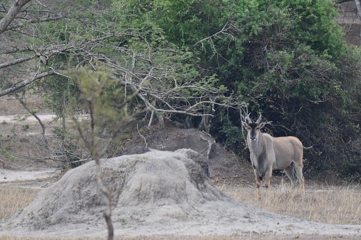 7-Day Uganda: Whitewater Rafting, Mountain Gorilla Trek & Queen Elizabeth Safari photo 6