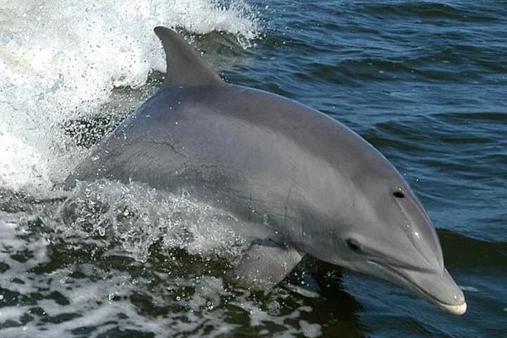 Wildlife in Orange Beach, Alabama