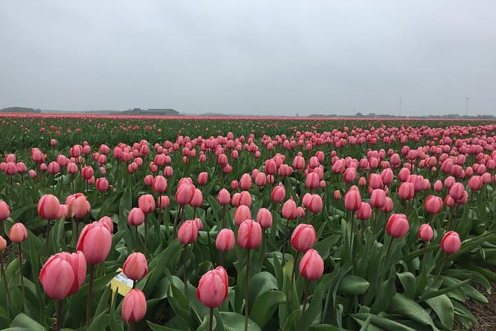 Explore Zaanse Schans: Private Half-Day Windmills, Cheese & Fishing Village Tour from Amsterdam photo 3