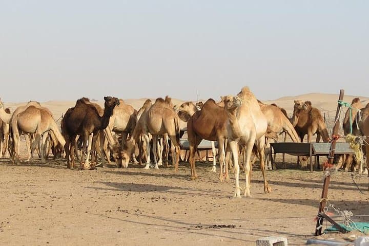 Liwa Full-Day Desert Safari from Abu Dhabi: Moreeb Dune, Oasis & Camel Farm photo 4