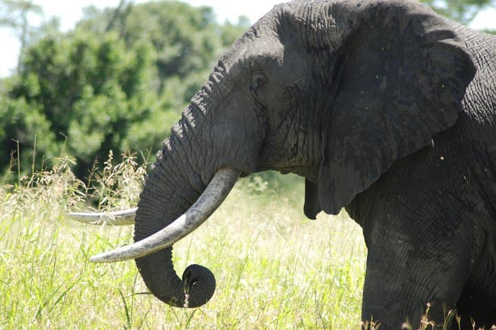 2-Day Serengeti Safari From Mwanza: Sunrise Game Drives & Camping photo 2
