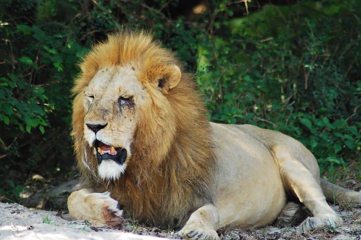2-Day Serengeti Safari From Mwanza: Sunrise Game Drives & Camping photo 4