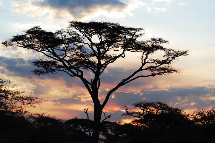 2-Day Serengeti Safari From Mwanza: Sunrise Game Drives & Camping photo 5