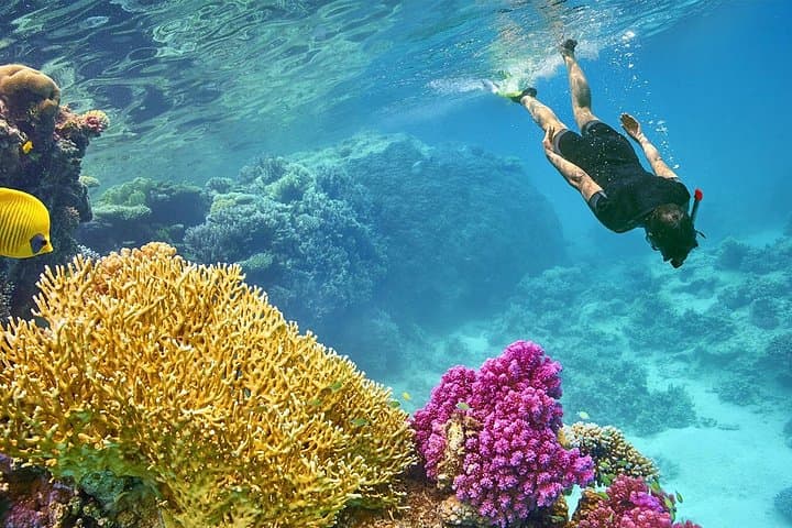 Snorkel Port Ghalib & Marsa Mubarak: Red Sea Day Trip from Marsa Alam photo 4