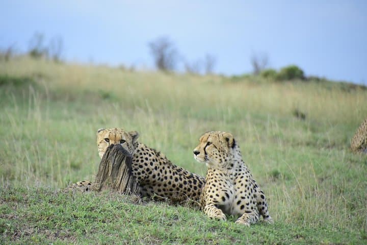 Explore Nairobi National Park: Africa’s Urban Wildlife Sanctuary Experience photo 2