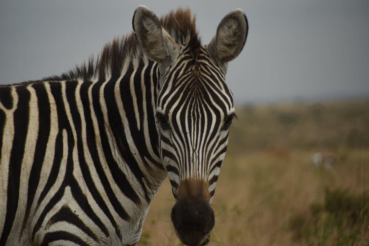 Explore Nairobi National Park: Africa’s Urban Wildlife Sanctuary Experience photo 6