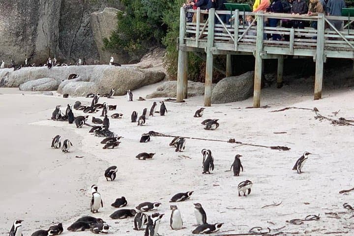 Boulders Beach Penguins and Constantia Wine Tasting — Full-Day Cape Town Tour