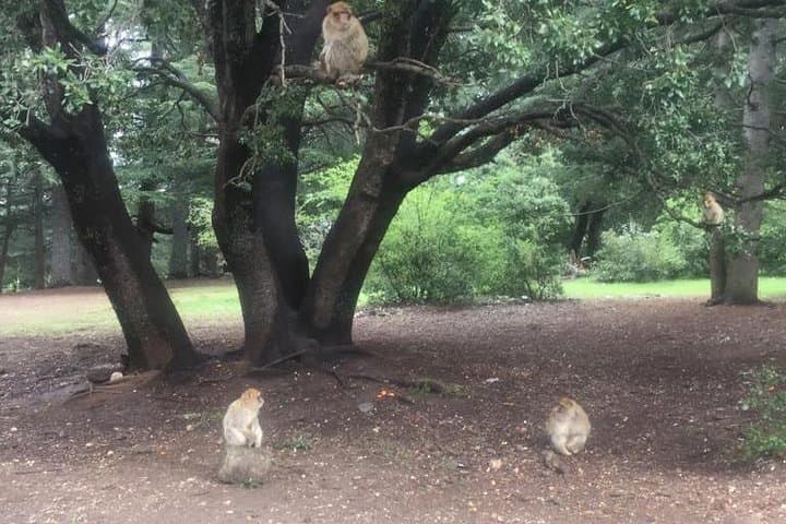 Fez to Middle Atlas Day Trip: Cedars, Barbary Apes & Ifrane’s Alpine Streets