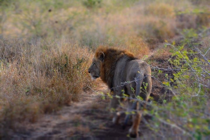 Chobe Full-Day Safari from Livingstone — River Cruise, Game Drive & Big Elephant Viewing photo 3