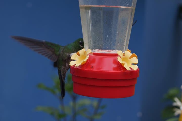 Reinita Cielo Azul Reserve Hike: Birding the Colonial Path Near San Vicente