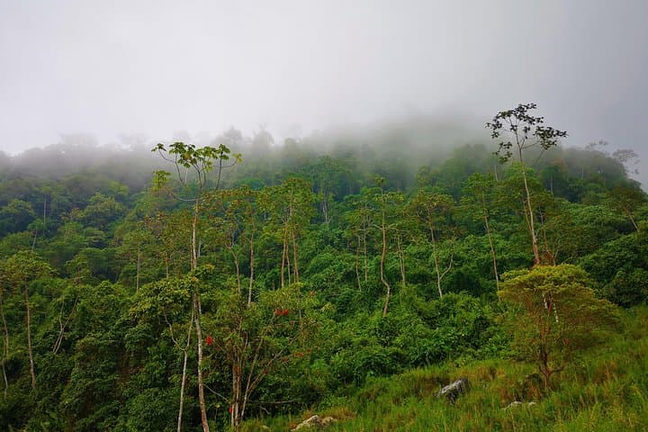 Reinita Cielo Azul Reserve Hike: Birding the Colonial Path Near San Vicente photo 4