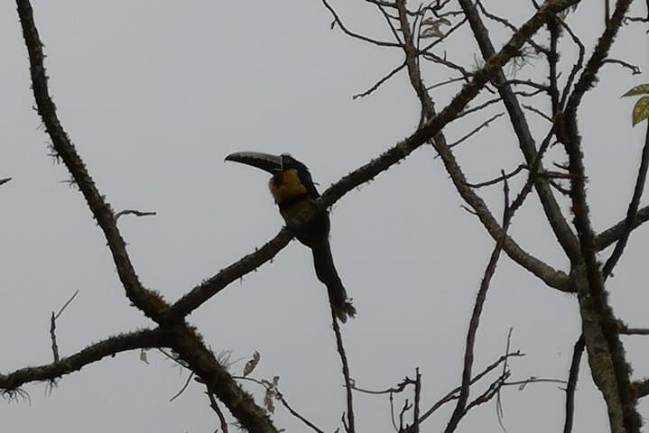 Reinita Cielo Azul Reserve Hike: Birding the Colonial Path Near San Vicente photo 5