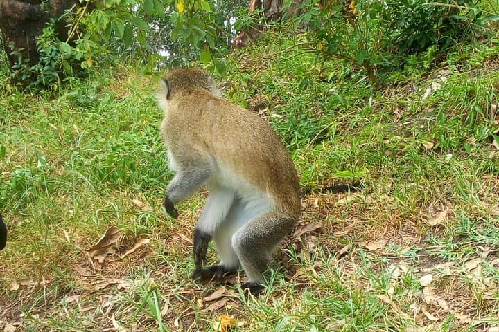 Kibuye City Tour, Village Walk & Hot Spring Bathing on Lake Kivu photo 2
